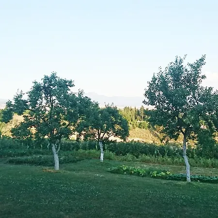 Ruza Vjetrova