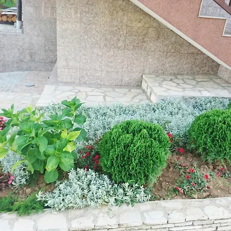 Ruza Vjetrova